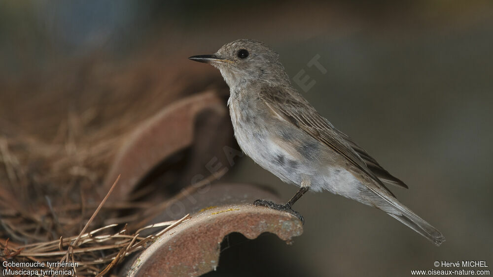 Mediterranean Flycatcher