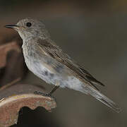 Mediterranean Flycatcher