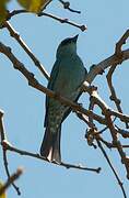 Verditer Flycatcher