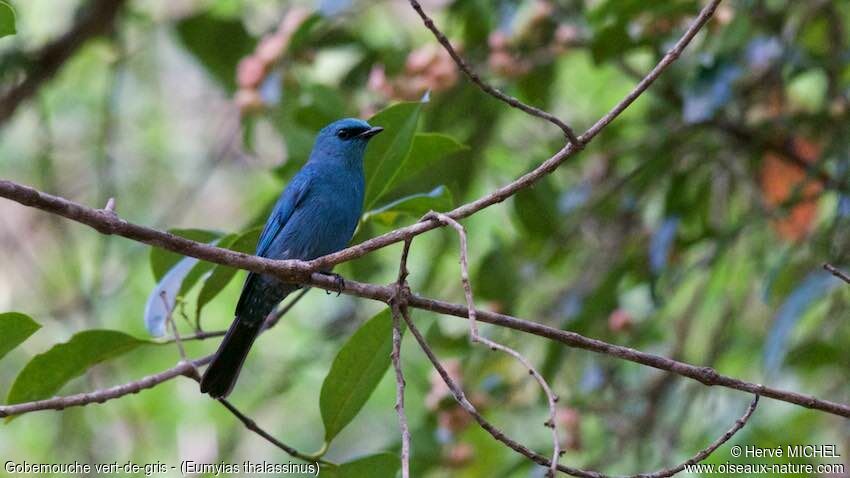 Verditer Flycatcher