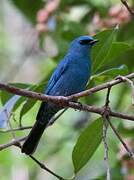 Verditer Flycatcher