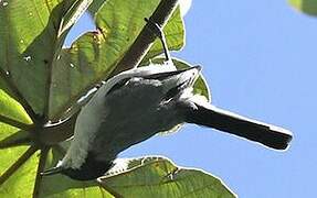 Tropical Gnatcatcher