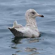 Goéland à ailes blanches