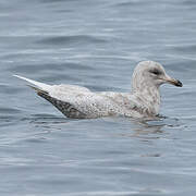 Iceland Gull