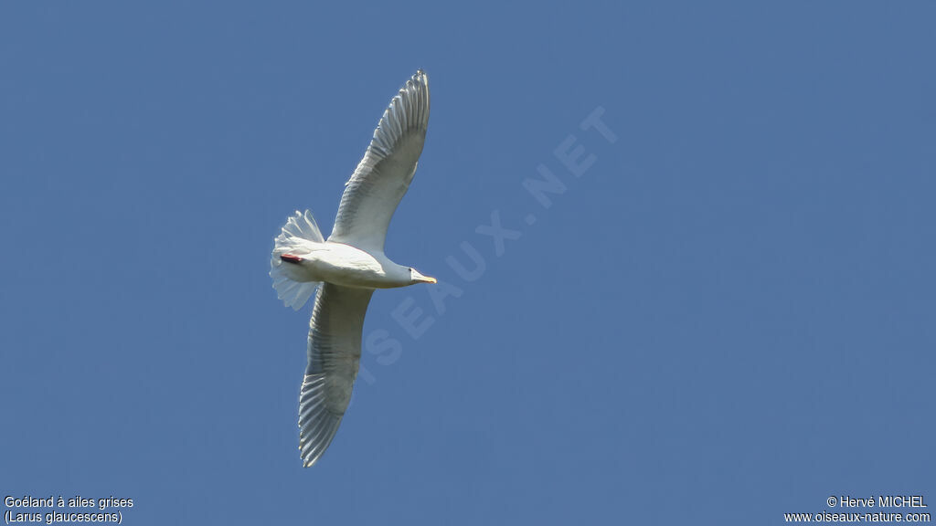 Glaucous-winged Gulladult