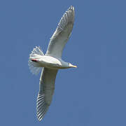 Glaucous-winged Gull