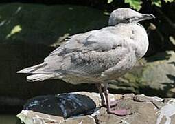 Glaucous-winged Gull