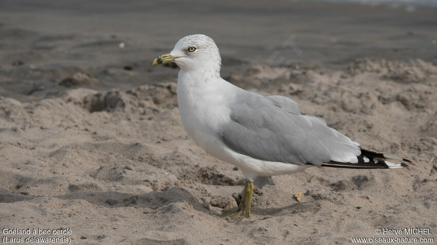 Ring-billed Gulladult