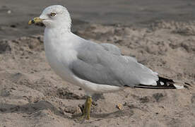 Ring-billed Gull