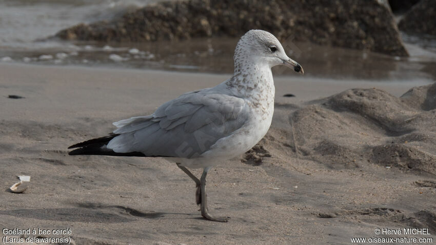 Ring-billed Gullsubadult