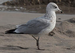 Ring-billed Gull