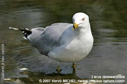 Ring-billed Gulladult breeding