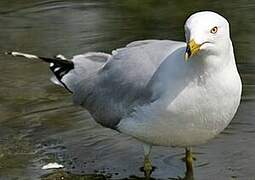 Ring-billed Gull