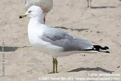 Ring-billed Gulladult breeding