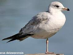 Ring-billed Gull