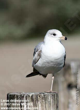 Ring-billed Gullimmature