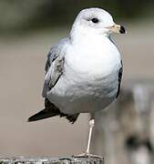 Ring-billed Gull