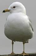 Ring-billed Gull