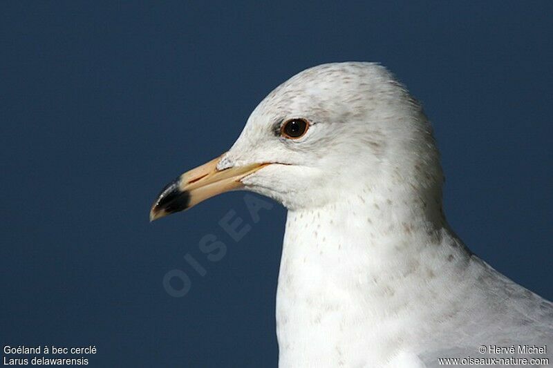 Ring-billed Gullsubadult