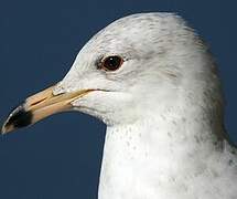 Ring-billed Gull