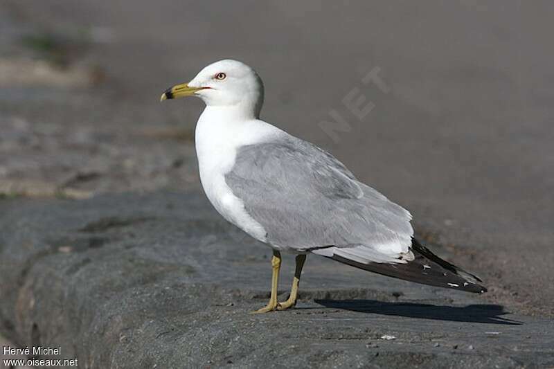Goéland à bec cercléadulte nuptial, identification