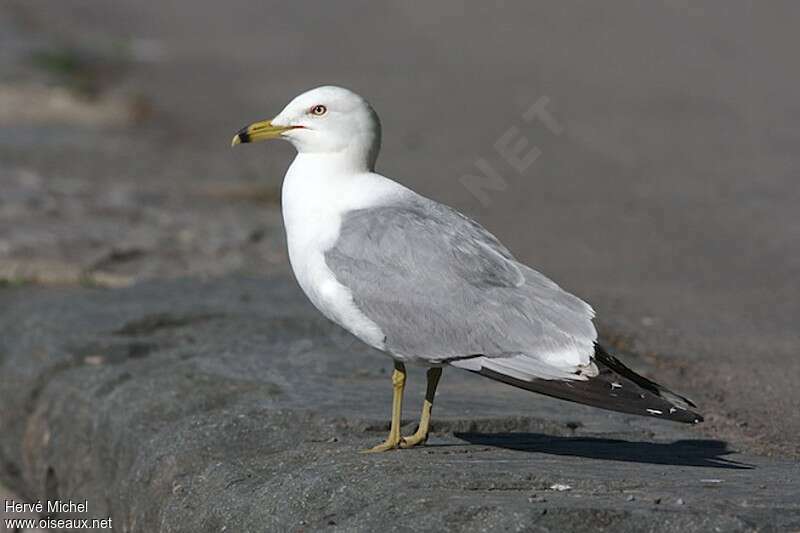 Ring-billed Gulladult breeding, identification