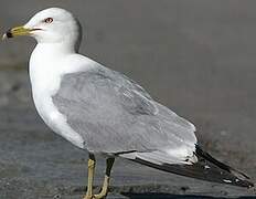 Ring-billed Gull