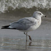 Ring-billed Gull