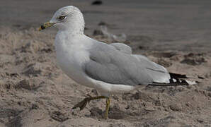 Ring-billed Gull