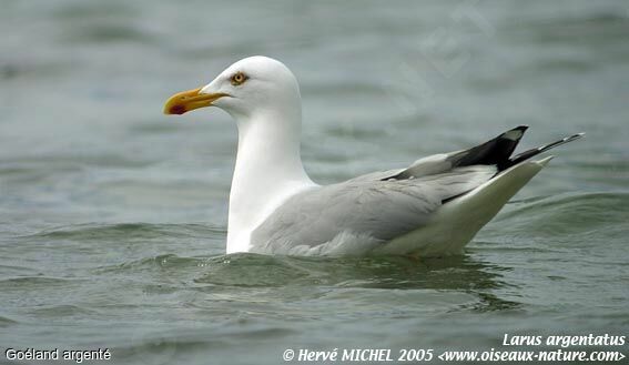 European Herring Gull