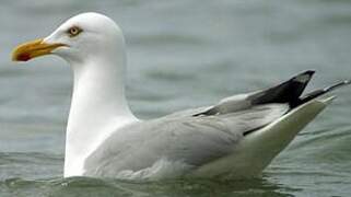 Goéland argenté