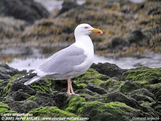 European Herring Gull