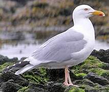 European Herring Gull