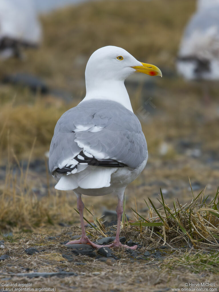 Goéland argentéadulte nuptial