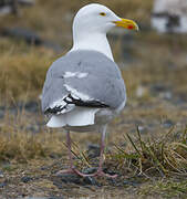 European Herring Gull