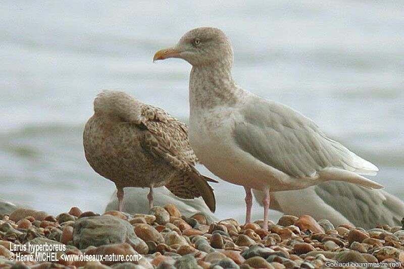 Glaucous Gull