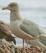 Glaucous Gull