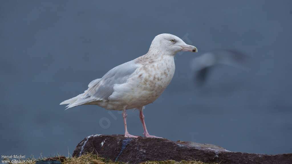 Glaucous GullThird  year, identification