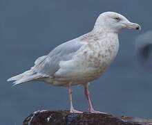 Glaucous Gull