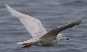 Glaucous Gull