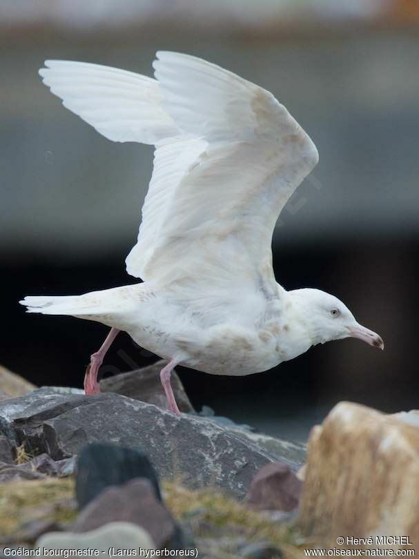 Glaucous Gull