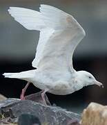 Glaucous Gull