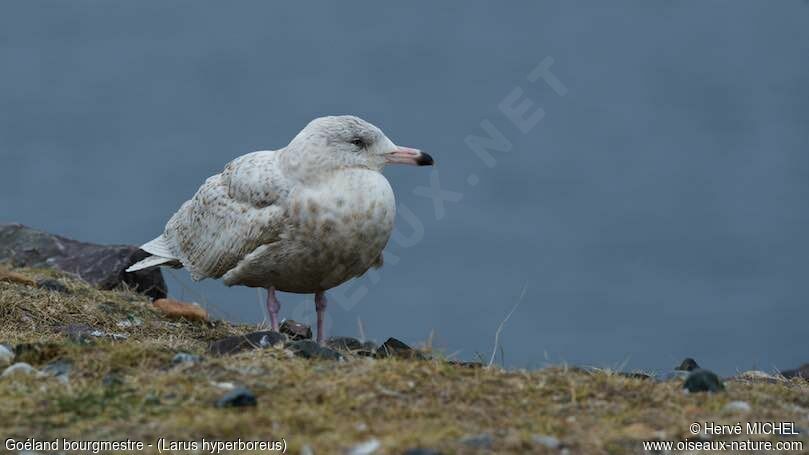 Glaucous Gull