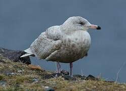 Glaucous Gull