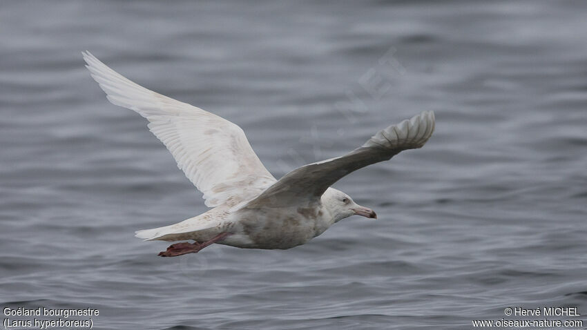 Glaucous Gullimmature