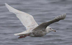 Glaucous Gull