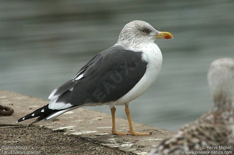 Lesser Black-backed Gulladult post breeding