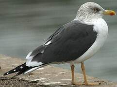 Lesser Black-backed Gull