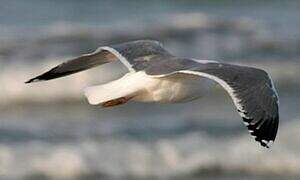 Lesser Black-backed Gull