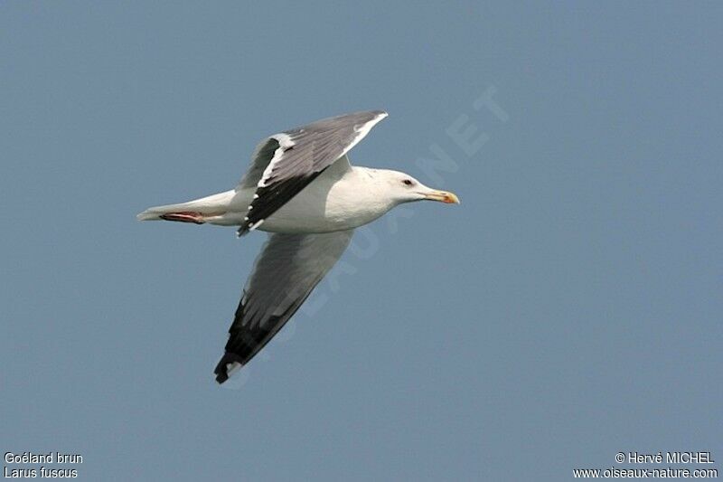 Lesser Black-backed Gulladult post breeding, Flight